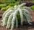 tawula-nipponska-snowmound1-floravi.pl