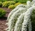 tawula-nipponska-snowmound2-floravi.pl