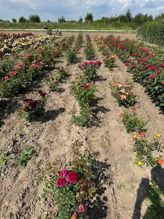 roza-angielska-ciemnorozowa3-floravi.pl
