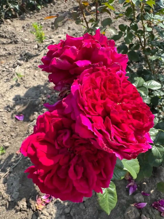 roza-angielska-ciemnorozowa1-floravi.pl