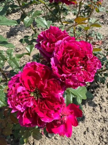 roza-angielska-ciemnorozowa2-floravi.pl
