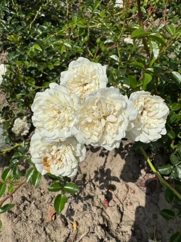 roza-okrywowa-biala1-floravi.pl