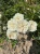 roza-okrywowa-biala1-floravi.pl