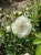 roza-okrywowa-biala2-floravi.pl