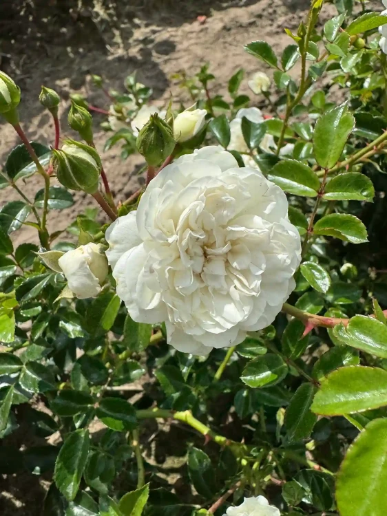 roza-okrywowa-biala2-floravi.pl