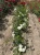 roza-okrywowa-biala3-floravi.pl