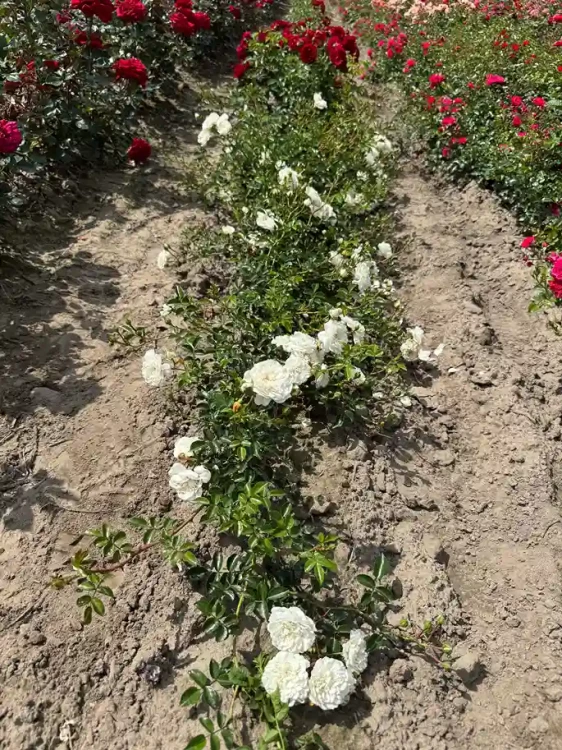 roza-okrywowa-biala3-floravi.pl