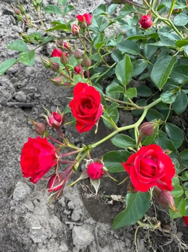 roza-okrywowa-czerwona2-floravi.pl