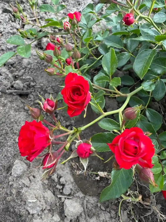 roza-okrywowa-czerwona2-floravi.pl