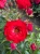 roza-okrywowa-czerwona1-floravi.pl