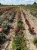 roza-okrywowa-czerwono-rozowa3-floravi.pl