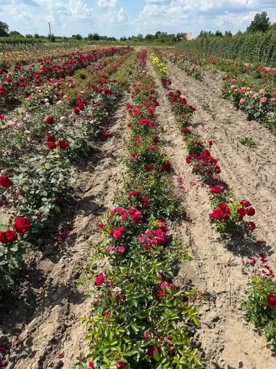 roza-okrywowa-czerwono-rozowa3-floravi.pl
