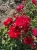 roza-okrywowa-czerwono-rozowa2-floravi.pl