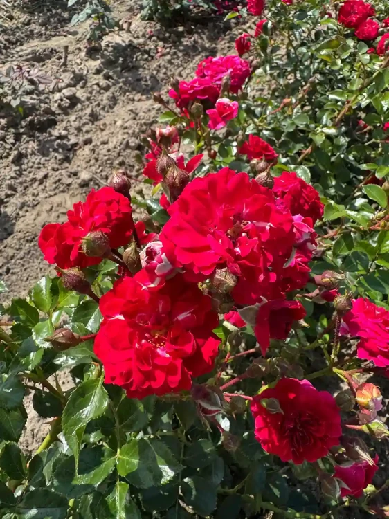 roza-okrywowa-czerwono-rozowa2-floravi.pl