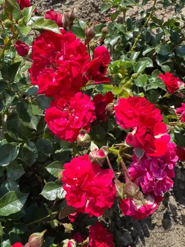 roza-okrywowa-czerwono-rozowa1-floravi.pl