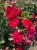 roza-okrywowa-czerwono-rozowa1-floravi.pl