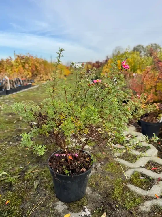 pieciornik-krzewiasty-bella-rosa3-floravi.pl