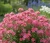 pieciornik-krzewiasty-bella-rosa2-floravi.pl