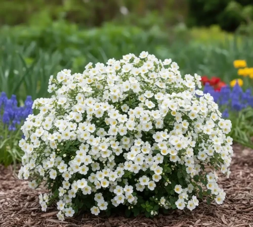 pieciornik-krzewiasty-bella-bianca1-floravi.pl