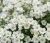 pieciornik-krzewiasty-bella-bianca2-floravi.pl