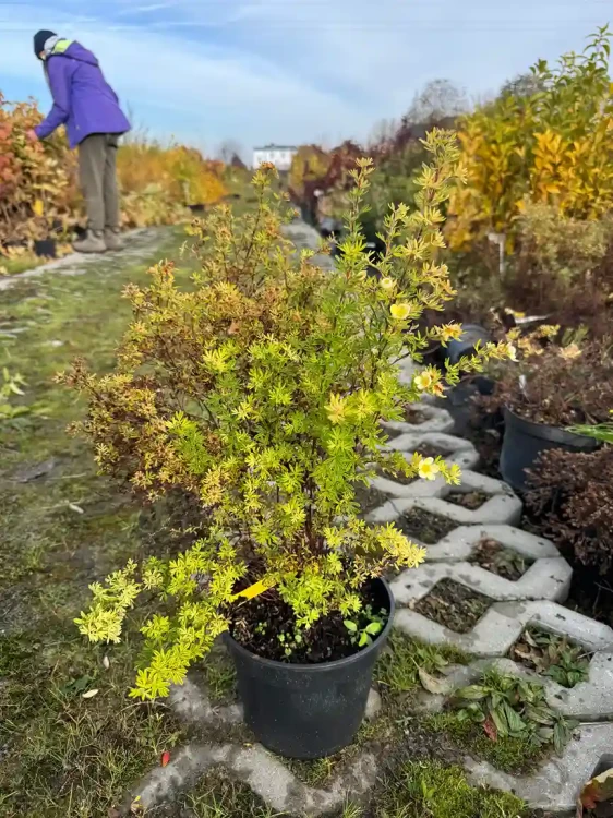 pieciornik-krzewiasty-bella-lindsey3-floravi.pl