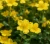 pieciornik-krzewiasty-bella-lindsey2-floravi.pl