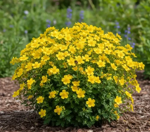 pieciornik-krzewiasty-bella-lindsey1-floravi.pl