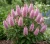 Orszelina-olcholistna-pink-spire1-floravi.pl