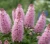 Orszelina-olcholistna-pink-spire2-floravi.pl