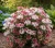 kalina-wawrzynowata-lisa-rose1-floravi.pl