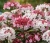 kalina-wawrzynowata-lisa-rose2-floravi.pl