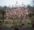 kalina-bodnantska-dawn1-floravi.pl