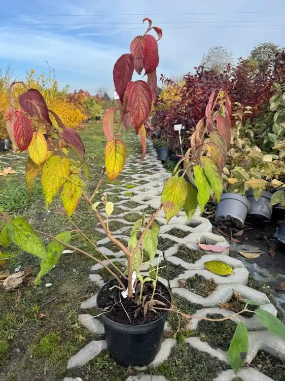 kalina-japonska-kilimanjaro3-floravi.pl