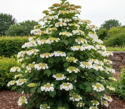 kalina-japonska-kilimanjaro1-floravi.pl