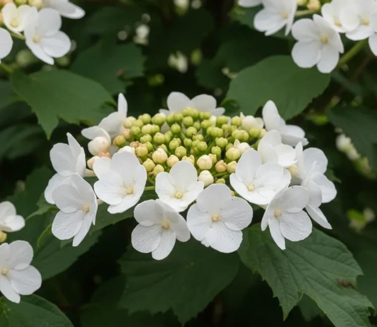 kalina-japonska-kilimanjaro2-floravi.pl