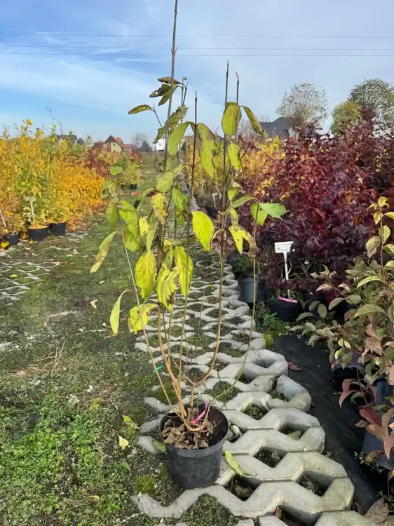 pieknotka-bodiniera-giraldi3-floravi.pl