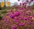 pieknotka-bodiniera-giraldi2-floravi.pl