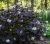 pecherznica-kalinolistna-midnight1-floravi.pl