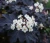 pecherznica-kalinolistna-midnight2-floravi.pl