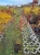 pecherznica-kalinolistna-red-baron3-floravi.pl