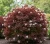 pecherznica-kalinolistna-red-baron1-floravi.pl
