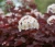 pecherznica-kalinolistna-red-baron2-floravi.pl