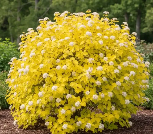 pecherznica-kalinolistna-luteus1-floravi.pl