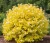 pecherznica-kalinolistna-luteus1-floravi.pl