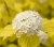 pecherznica-kalinolistna-luteus2-floravi.pl