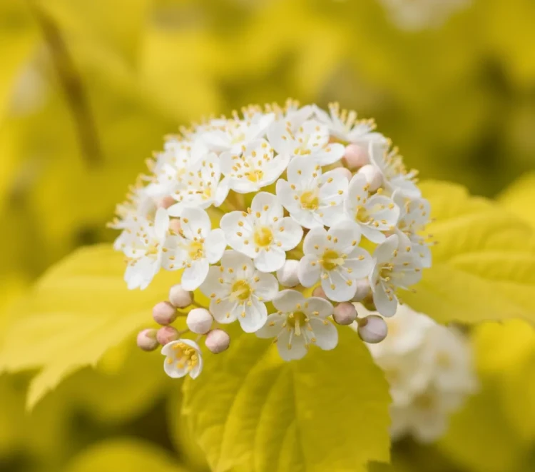 pecherznica-kalinolistna-luteus2-floravi.pl