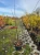 jasminowiec-lewisa-waterton3-floravi.pl