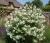 jasminowiec-lewisa-waterton1-floravi.pl