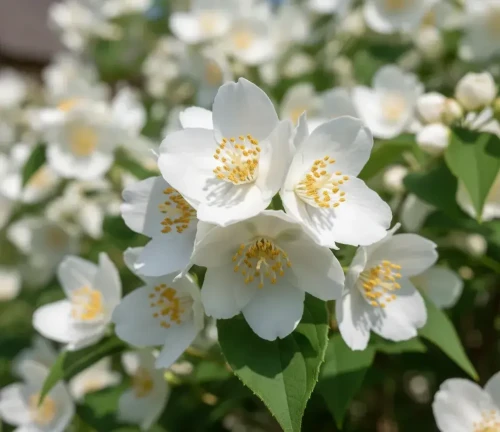 jasminowiec-lewisa-waterton2-floravi.pl