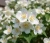 jasminowiec-lewisa-waterton2-floravi.pl